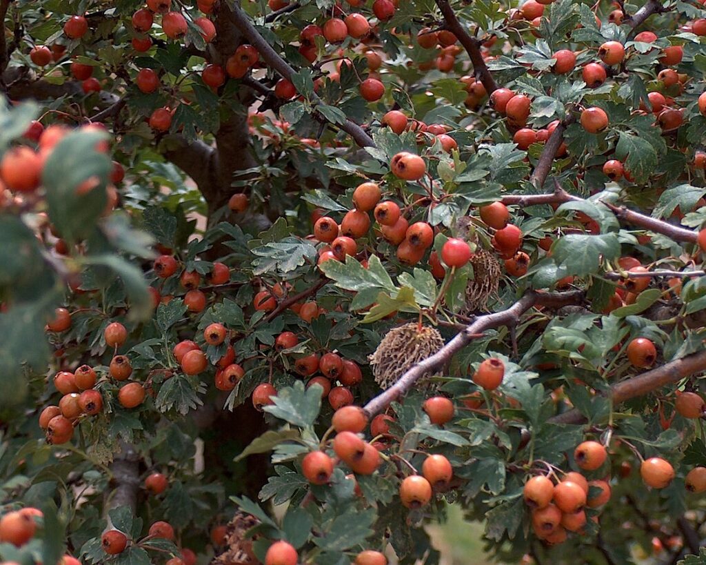 Bacche rosse con un punto nero in mezzo ai rovi