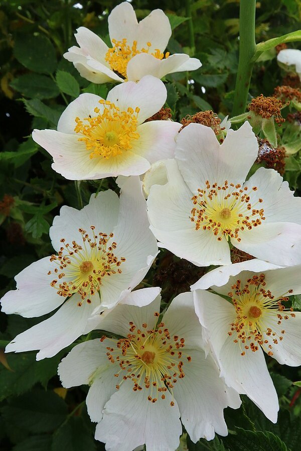 Le rosacee - dei bellissimi fiori bianchi con stami gialli