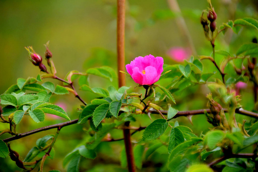 Le rosacee - Un bellissimo fiore rosa in mezzo a rami verdi