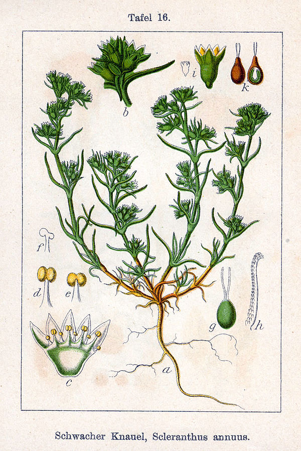 Lo scleranto - disegno scientifico della pianta