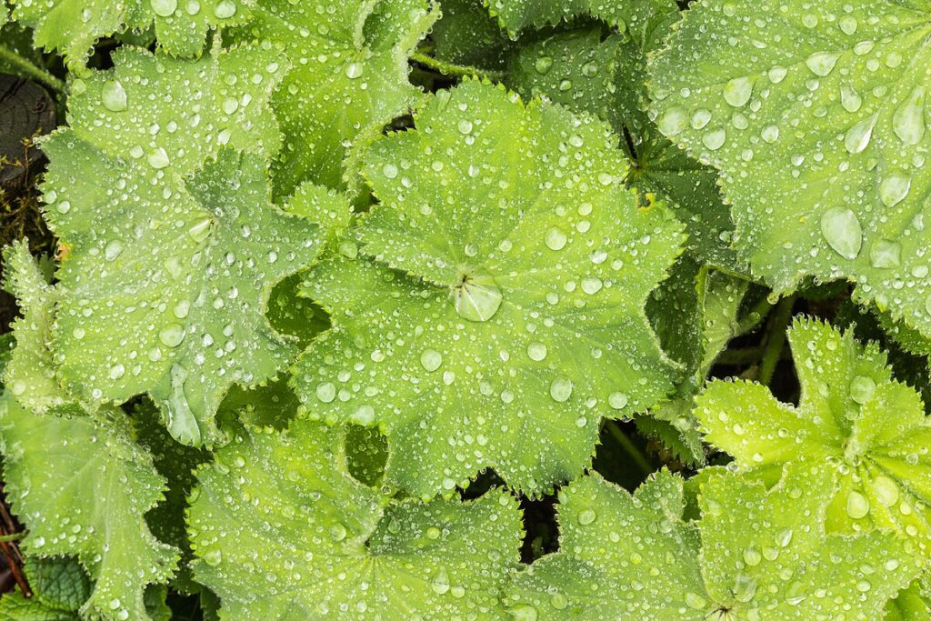Le rosacee - delle foglie larghe verdi con goccioline di rugiada