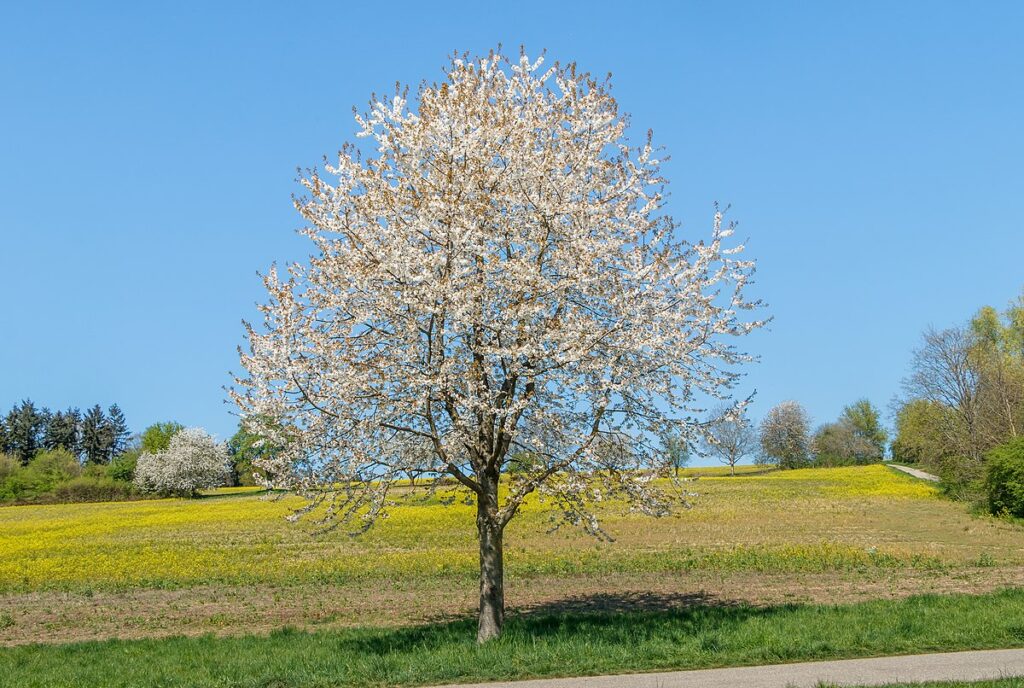 Albero in fiore, dalla chioma bianca, in un prato.