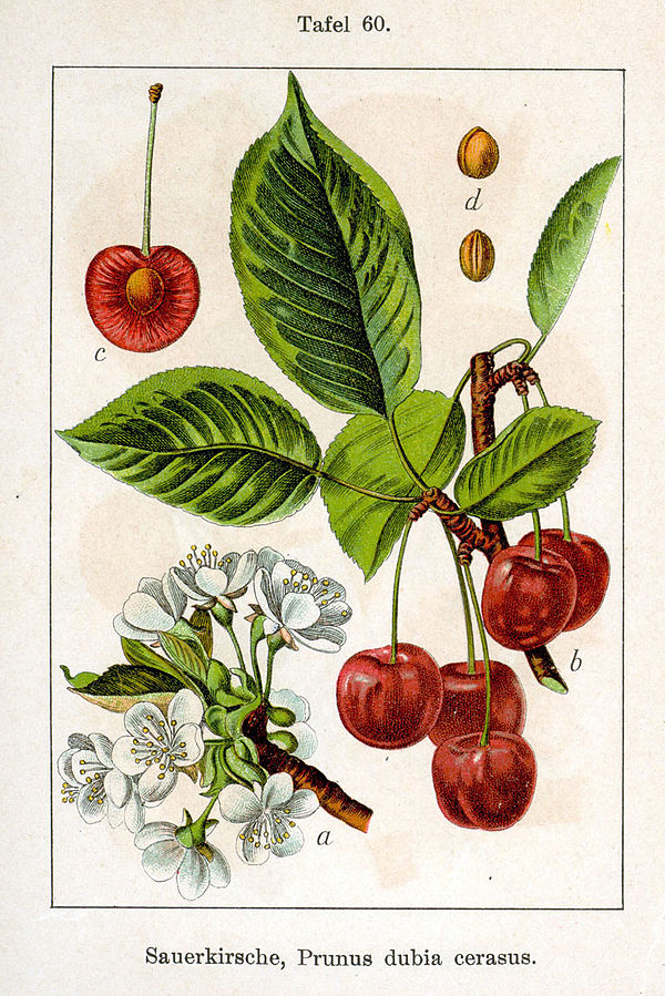 Disegno scientifico con fiori, foglie e frutti.