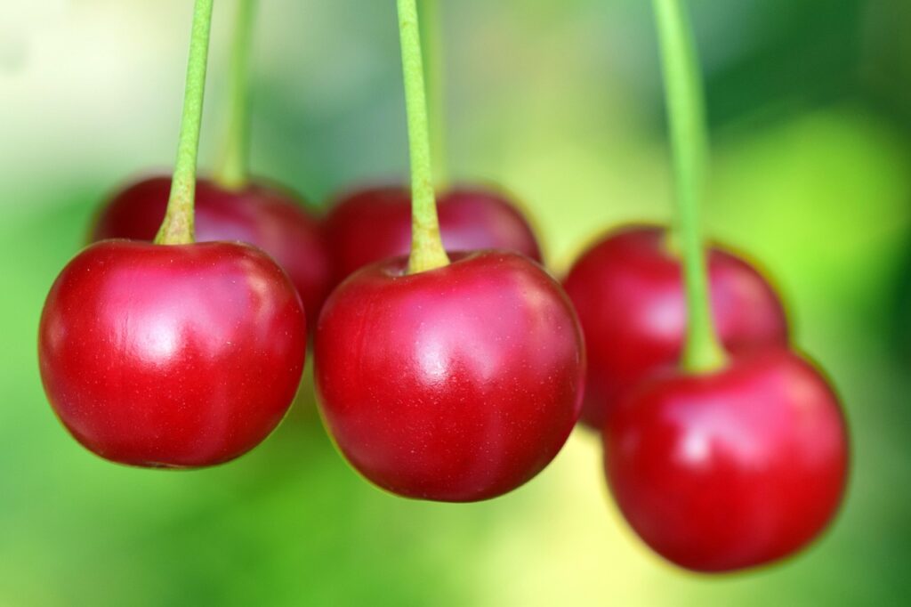 Ciliegie rosse che pendono dal picciolo su sfondo verdeggiante