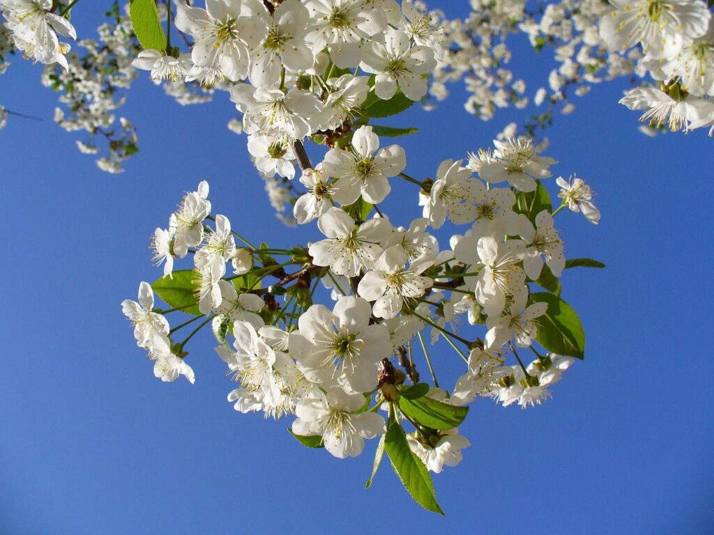 Infiorescenze di fiori bianchi a 5 cinque petali