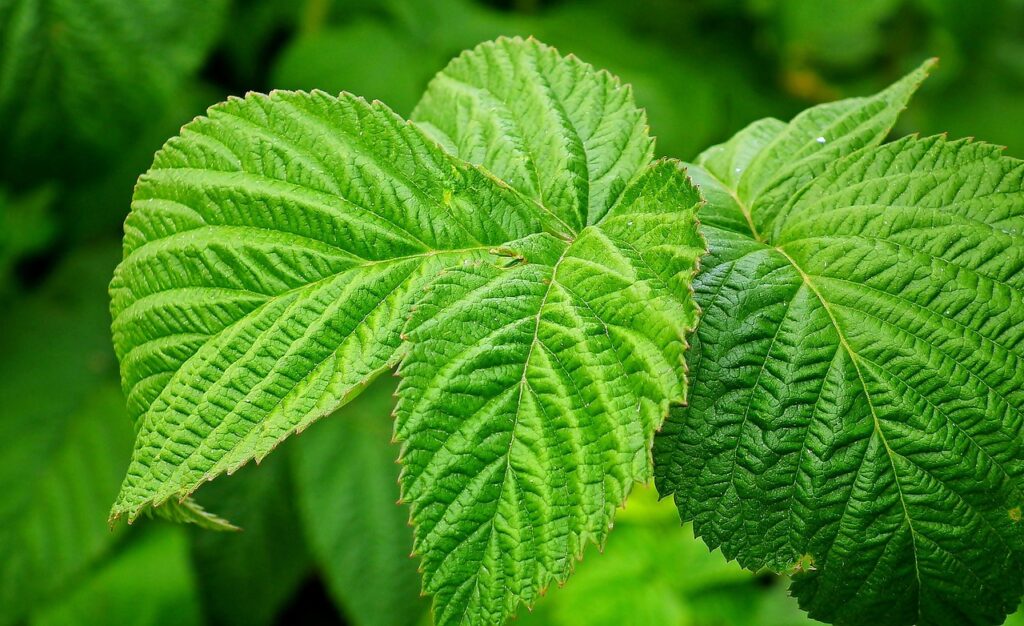 delle foglie verdi molto larghe