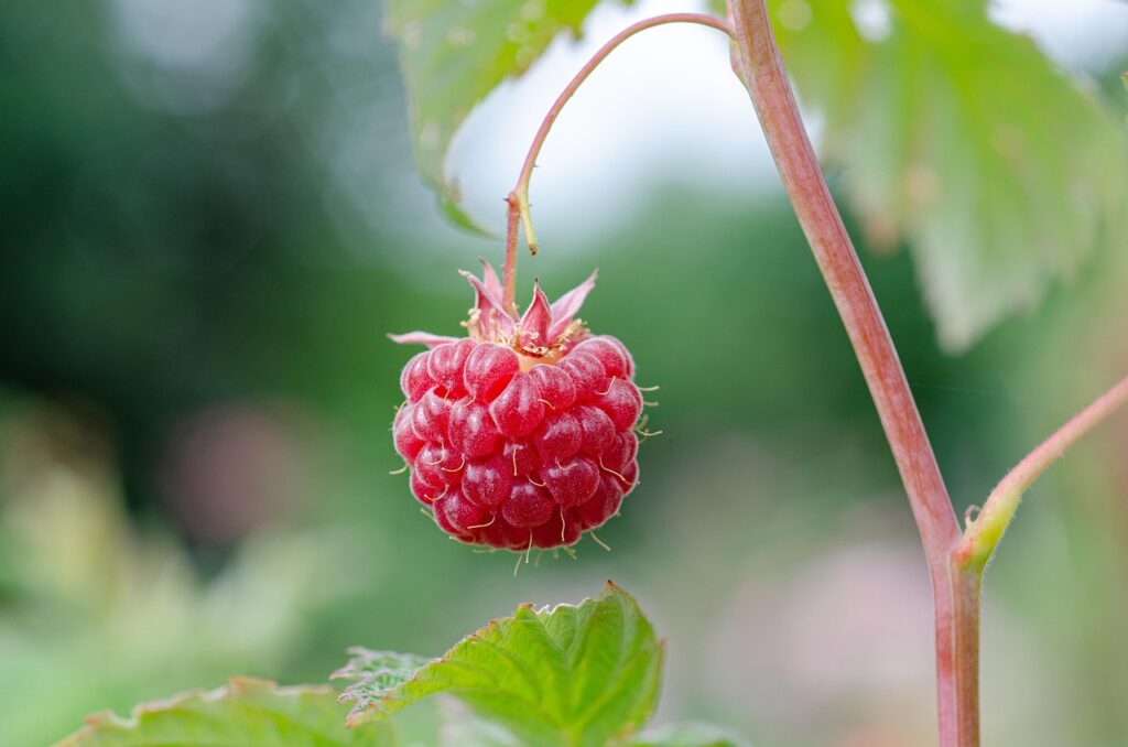 Un lampone appeso a un ramo in mezzo alla natura