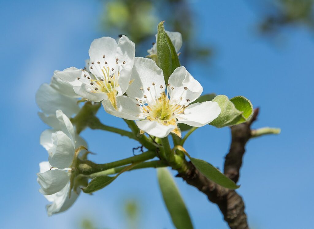 Fiori con 5 grandi petali bianchi
