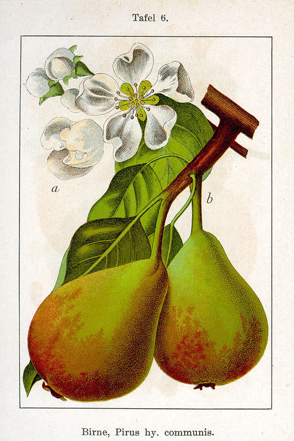 Disegno scientifico con fiori, frutti e foglie