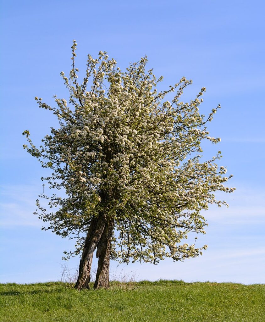 Pero - albero in fiore su cielo azzurro