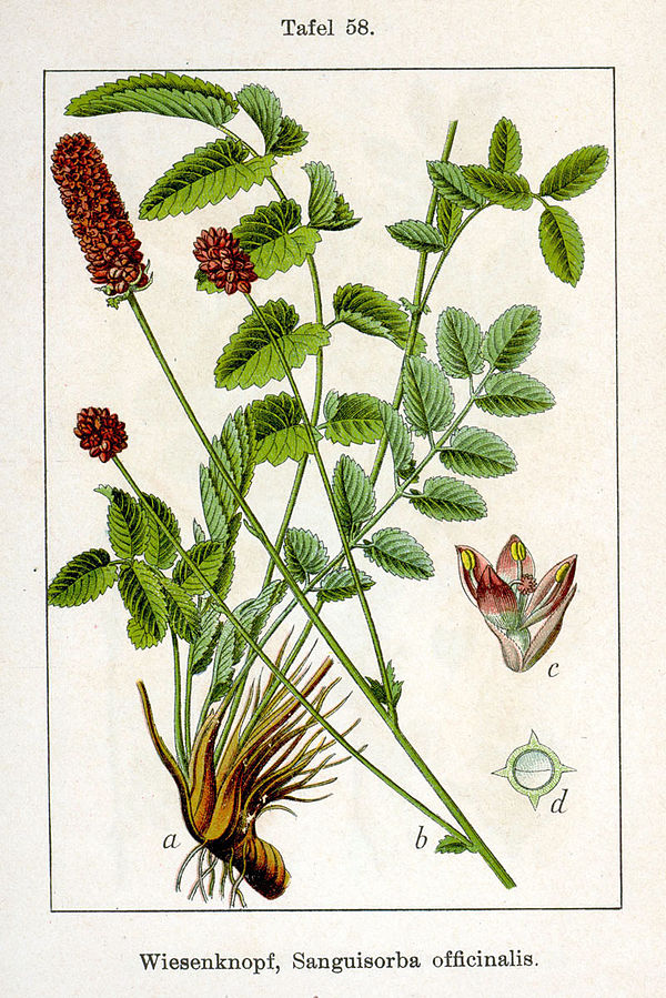 disegno scientifico della pianta
