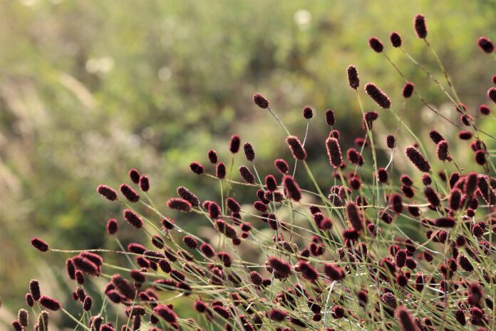 La sanguisorba, dal fiore rosso come il sangue