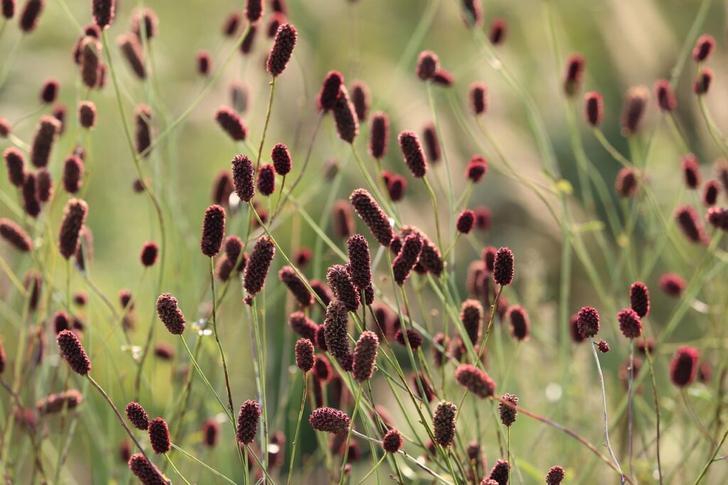 La sanguisorba, dal fiore rosso come il sangue
