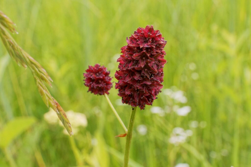 La sanguisorba, dal fiore rosso come il sangue