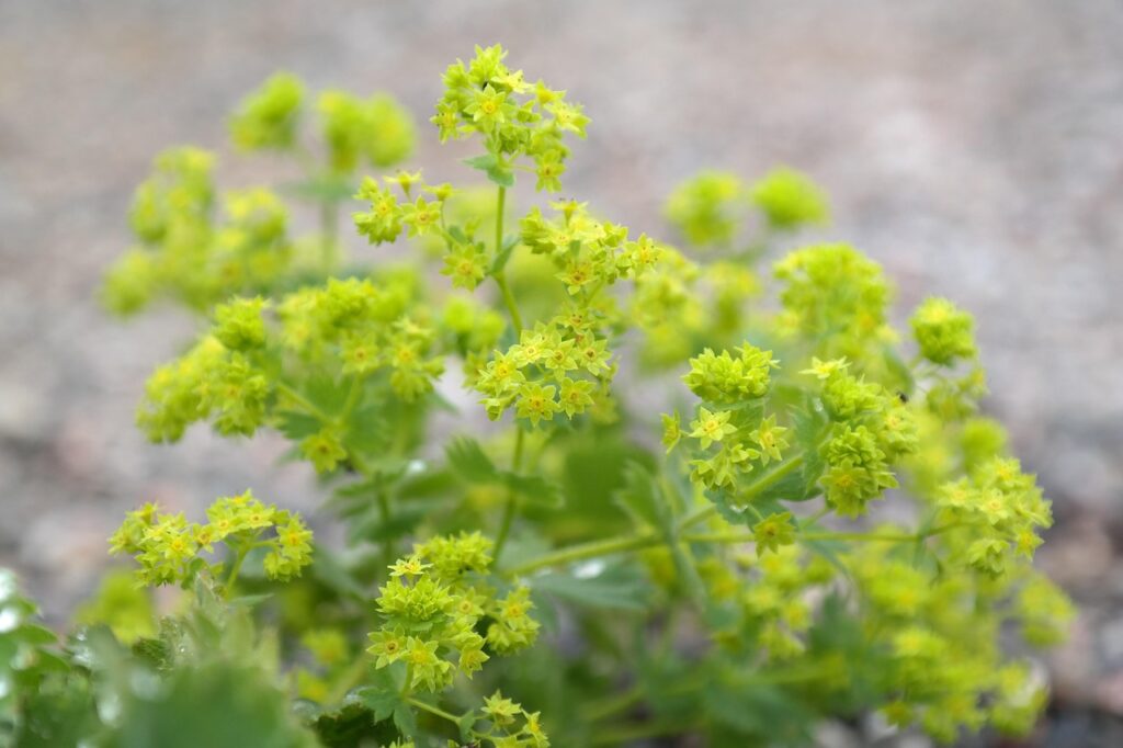 un cespuglio  verde