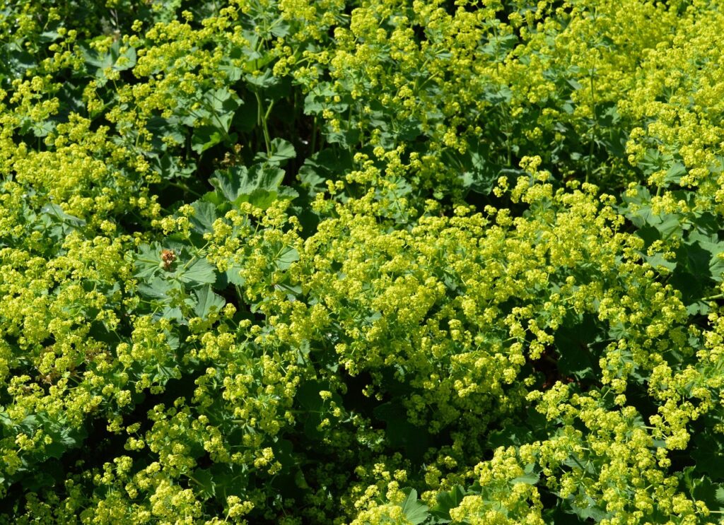 alchemilla  - cespugli con foglie verdi