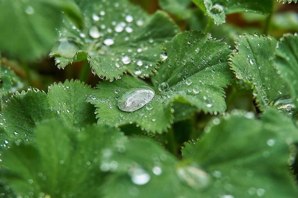 L’alchemilla, con foglie molto larghe e gocce di rugiada