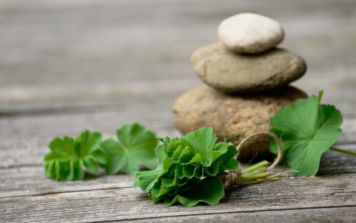 L’alchemilla, la magica pianta degli alchimisti - Zetatielle Magazine - medicinal-herbs-5158711_1280