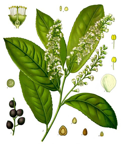 Disegno scientifico con descrizione di foglie, fiori e frutti