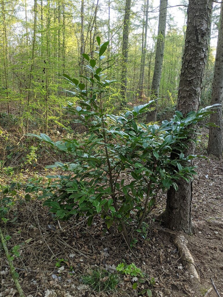Pianta di lauroceraso in un sottobosco