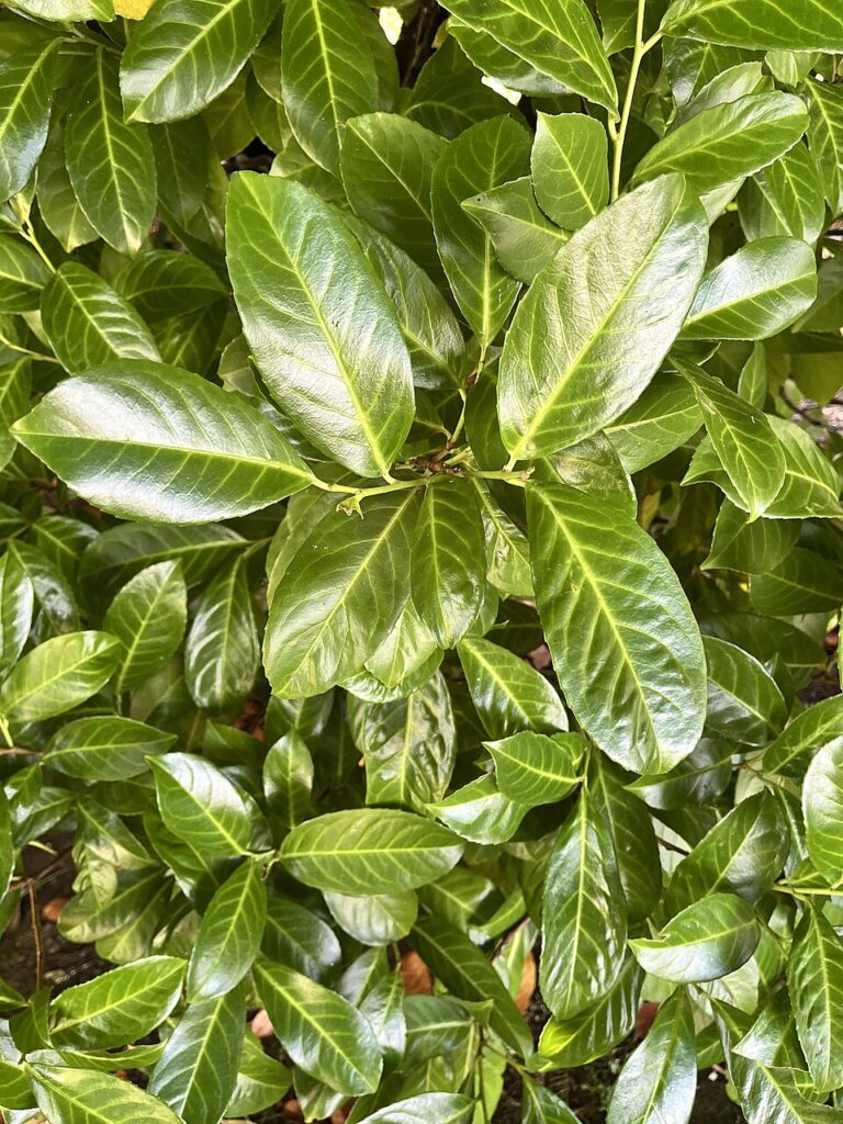 Foglie verdi, lucide, allungate di lauroceraso