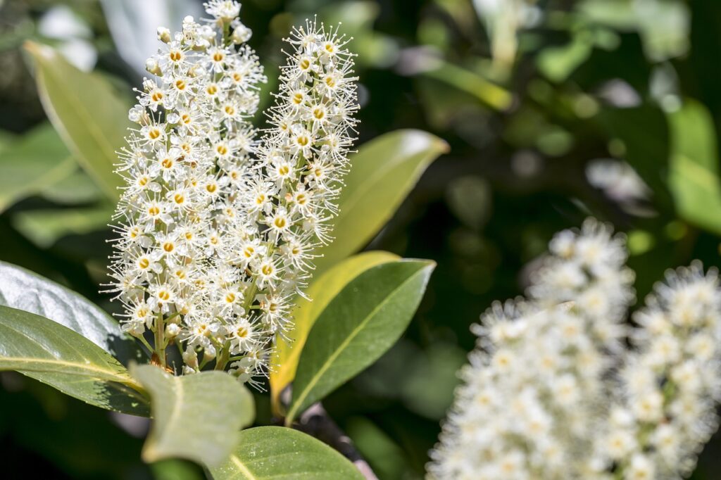 lauroceraso - particolare dell'infiorescenza a spiga a piccoli fiori bianchi e particolare foglia.