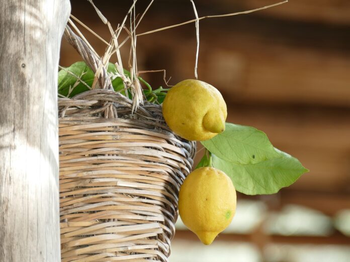 Limoni di amalfi e giappone - nella foto un cestino di vimini appeso con dentro delle foglie e due limone che pendono da l bordo