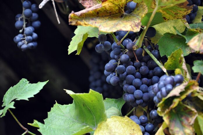 Vendemmia 2025 vino - nella foto in primo piano un grappolo d'uva nera appesa alla vite