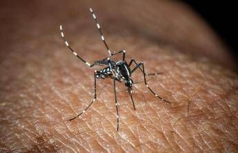 West Nile, 13esimo caso a Oristano. Bassetti: “Non è finita, zanzare fino a novembre”