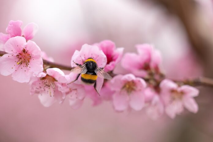 Il pesco, albero incantato dai celebri fiori rosa - Zetatielle Magazine - bee-7299967_1280 Ape su ramo fiorito.