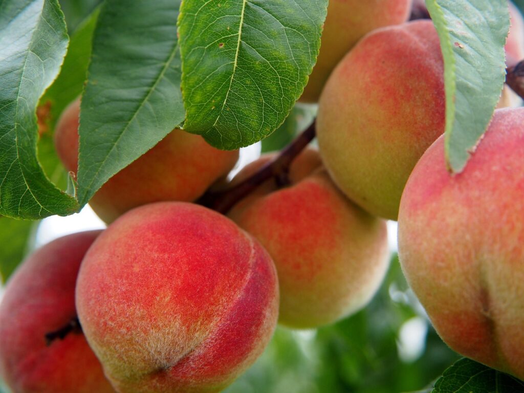 Pesche mature dalla buccia rosata che pendono dal ramo tra le foglie.