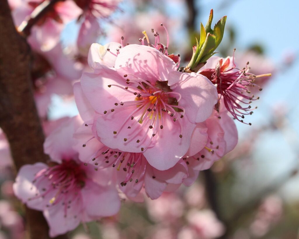Fiori rosa di pesco a 5 petali, con sfondo di rami e di cielo.