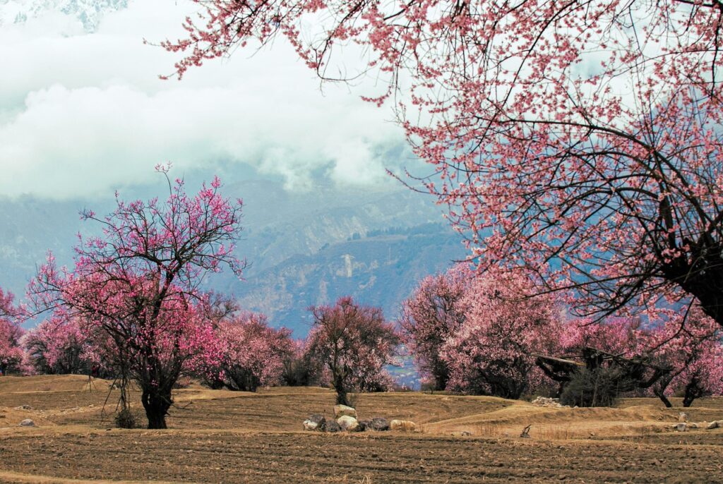 Alberi fioriti con sfondo di montagne