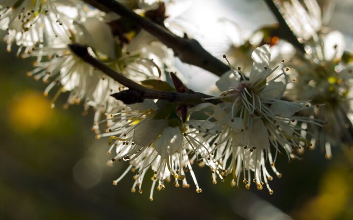 Fiori bianchi che pendono dal ramo in controluce.