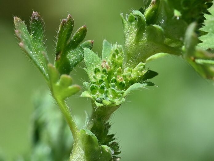 Particolare di due steli di ventaglina con piccoli fiori verdi.
