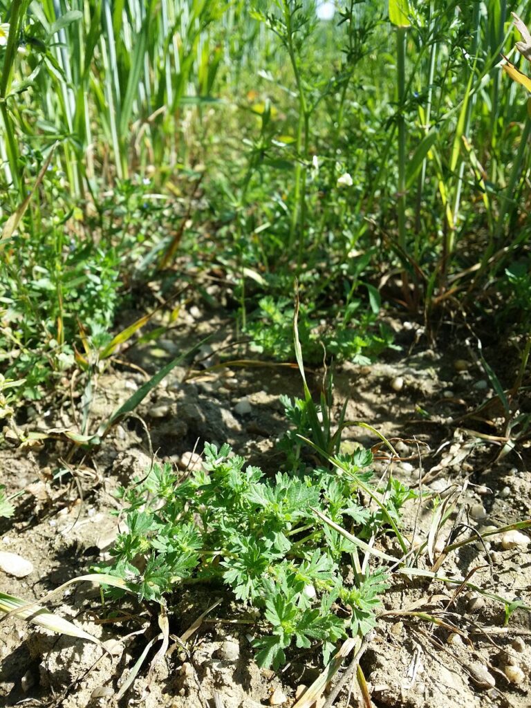 Una piantina in primo piano, su terreno arido, con varie erbe verdi in secondo piano.