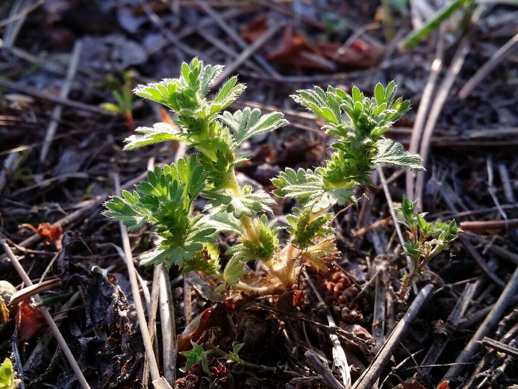 Piccola pianta di ventaglina in mezzo a steli d'erba secca