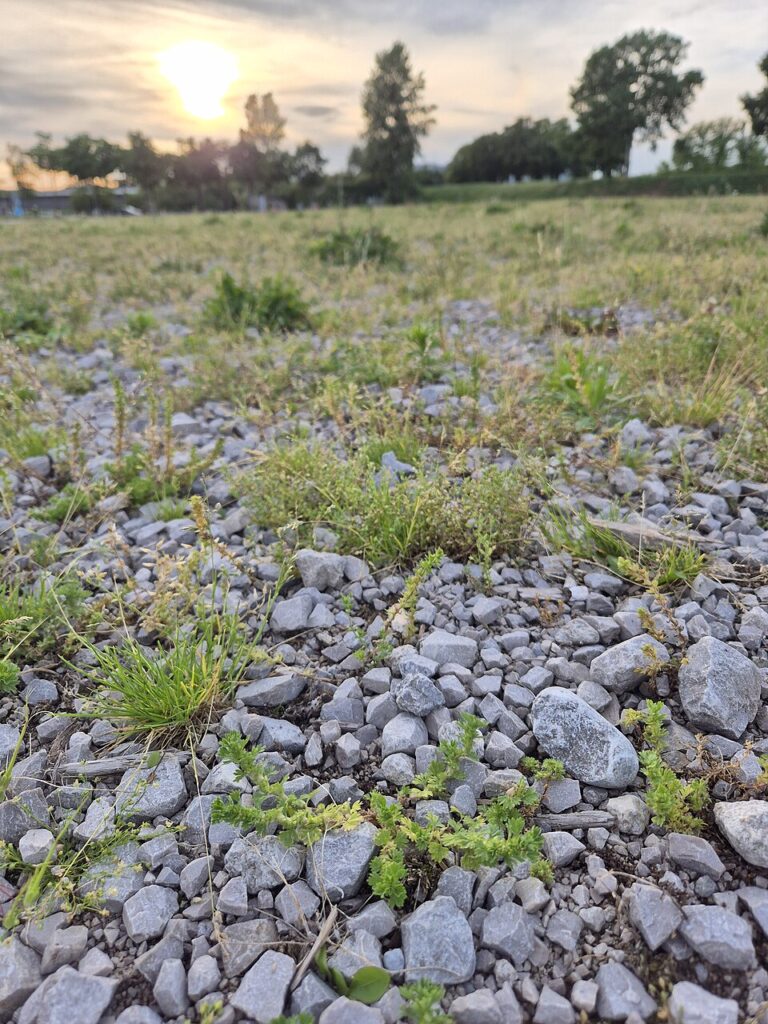 Piccoli cespugli in un prato sassoso, con alberi sulla linea dell'orizzonte