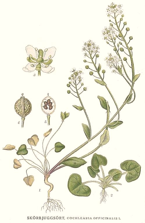 Disegno scientifico con fusti, foglie, fiori e frutti.