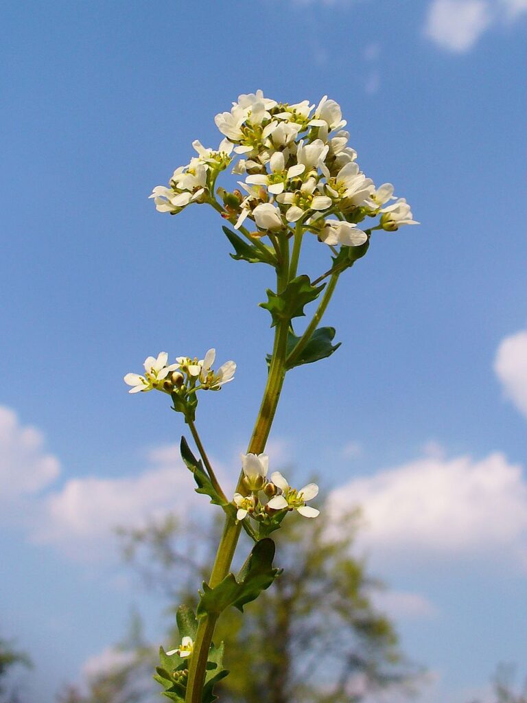 Infiorescenza a grappolo che contrasta sul cielo azzurro.