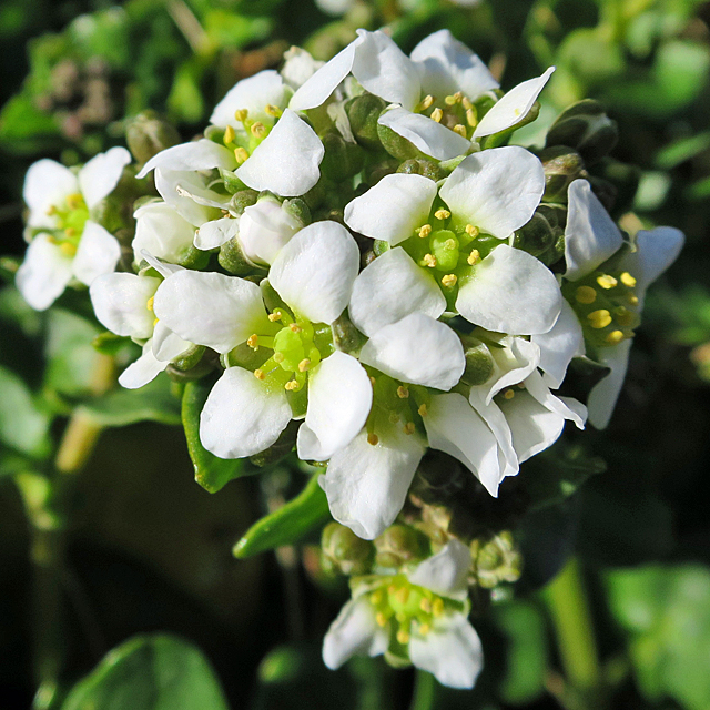 Fiori bianchi a 4 petali disposti a croce.