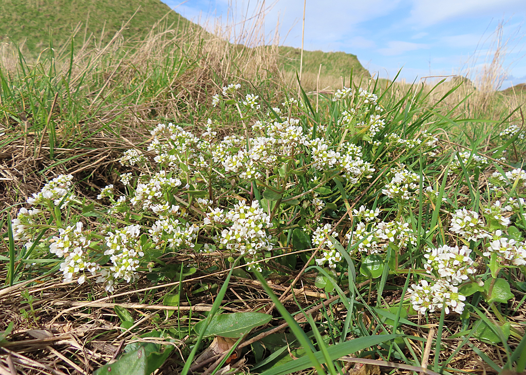 Prato costiero con cespo fiorito di coclearia.