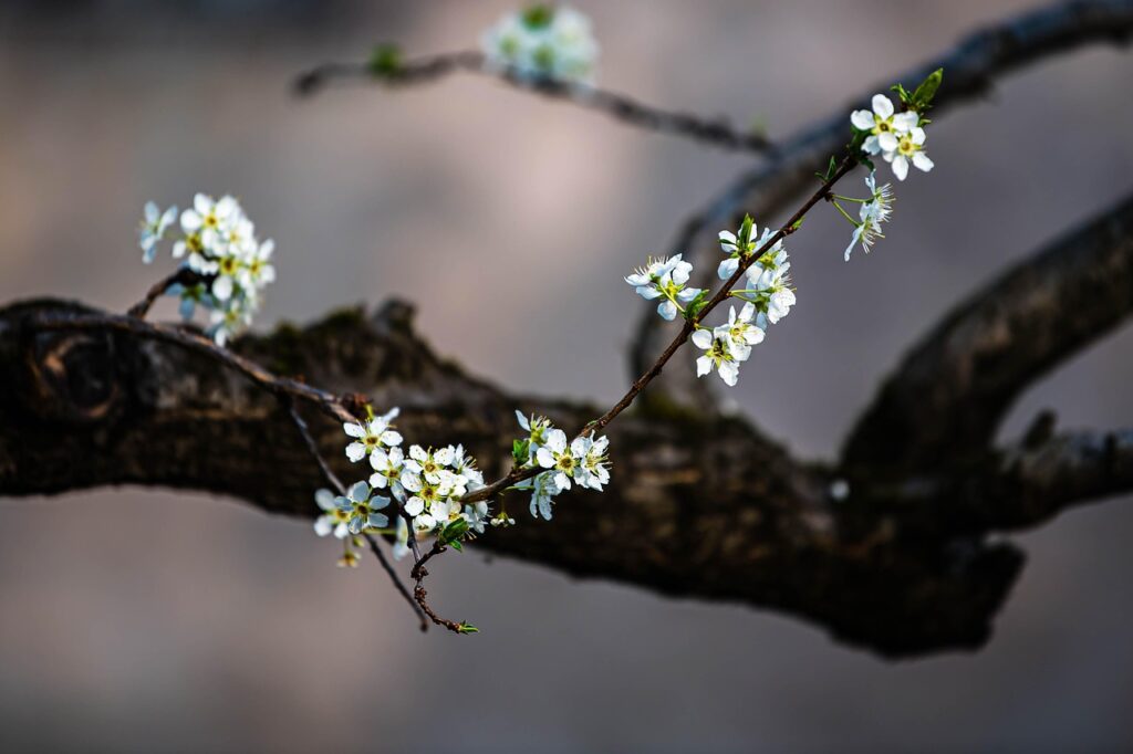 Fiori bianchi a 5 petali che spiccano su un ramo bruno contorto