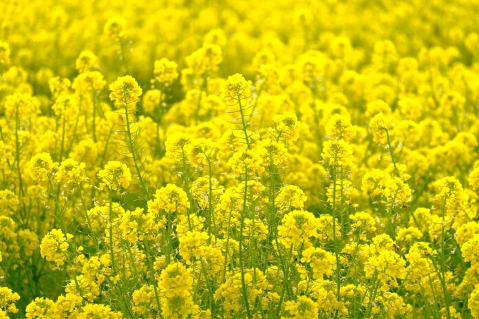 Le Crucifere, famiglia di piante con la croce nel fiore - Zetatielle Magazine - flowers-7057187_1280 Campo della crucifera colza, con distesa di fiori gialli.