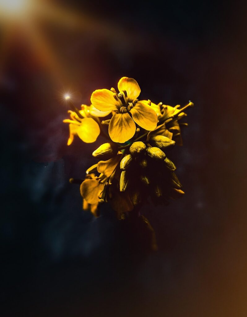 Fiore giallo di senape, con 4 petali disposti a croce.