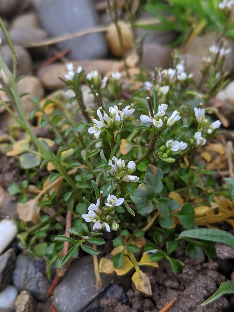 Pianta di cardamine con foglie e fiori chiari.