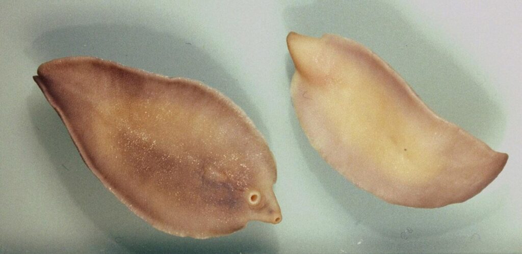 Fasciola hepatica in forma adulta, verme largo e piatto.