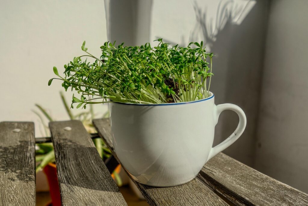 Tazza bianca usata come vaso per tenere piantine.