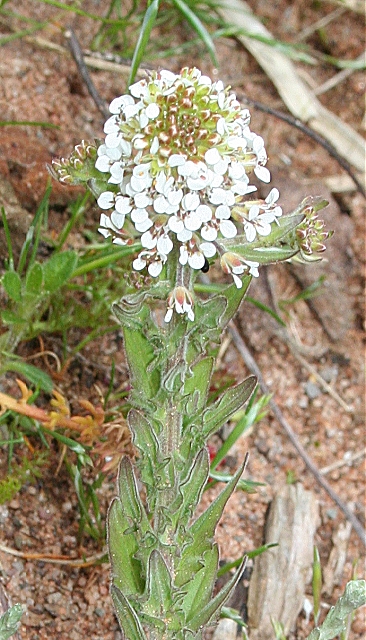 Infiorescenza a spiga di lepidio, con piccoli fiori bianchi.