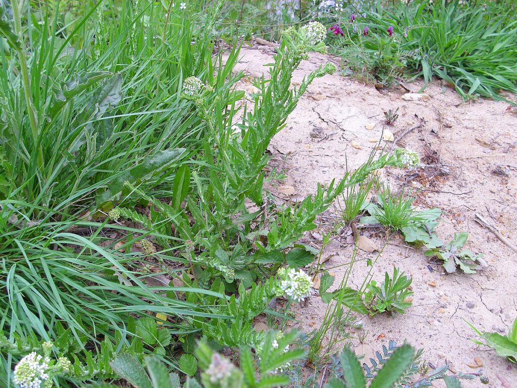 Terreno arido con steli fioriti e pochi ciuffi d'erba.